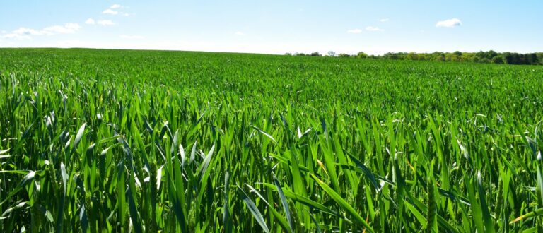 The Lynch Oil Difference for AGRICULTURE