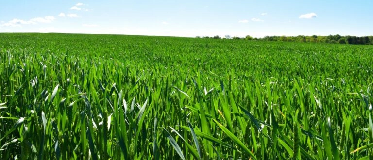 The Lynch Oil Difference for AGRICULTURE